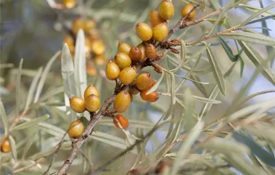 Hippophae rhamnoides 'Leikora'