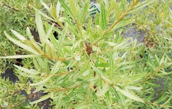 Hippophae rhamnoides 'Pollmix'