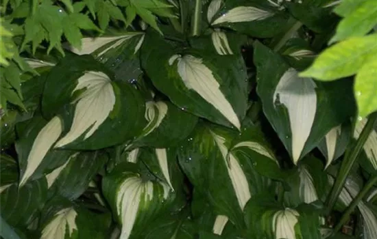 Hosta 'Undulata Univittata'
