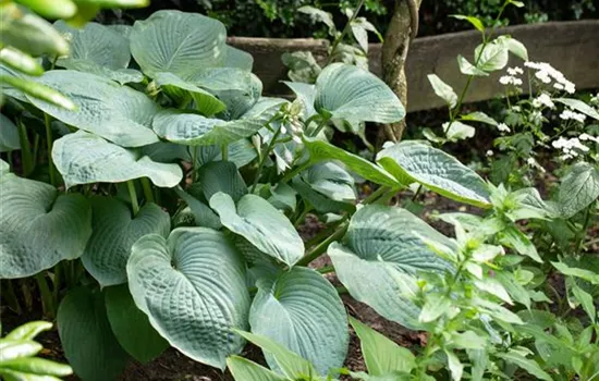 Hosta sieboldiana