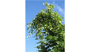 Hopfen
