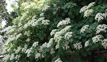 Kletterhortensie