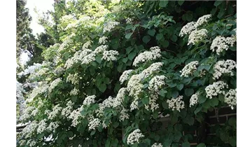 Kletterhortensie