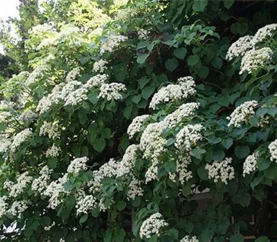 Hydrangea anomala ssp. petiolaris Hydrangea anomala ssp. petiolaris