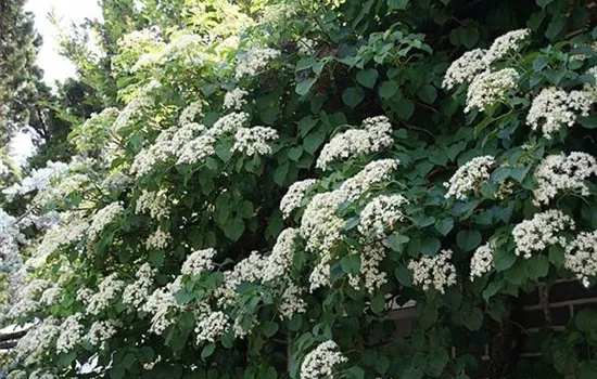 Hydrangea anomala ssp. petiolaris