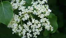 Kletterhortensie