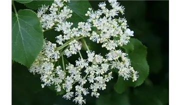 Kletterhortensie