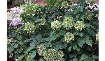 Hortensie