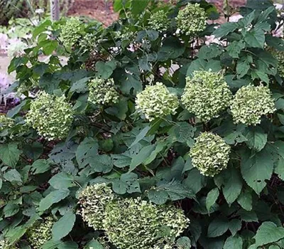 Hydrangea arborescens 'Annabelle'