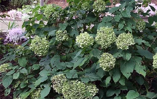 Hydrangea arborescens 'Annabelle'