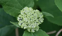 Hortensie