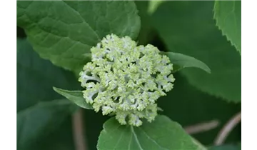 Hortensie