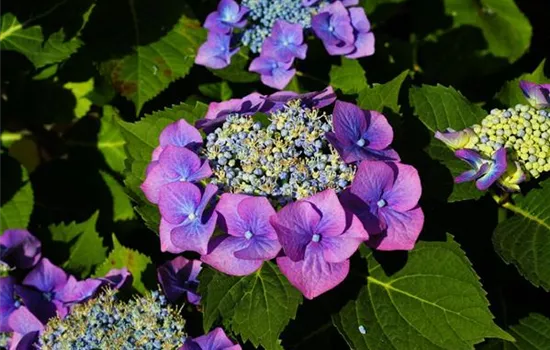Hydrangea macrophylla 'Blue Wave'
