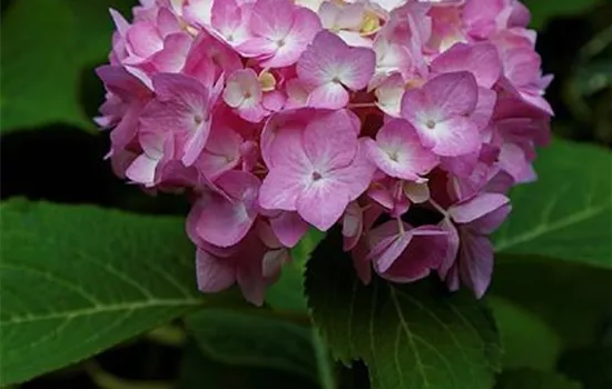 Hydrangea macrophylla 'Endless Summer'