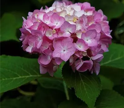 Hydrangea macrophylla 'Endless Summer'