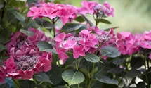 Hortensie