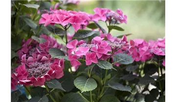 Hortensie