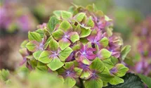 Hortensie