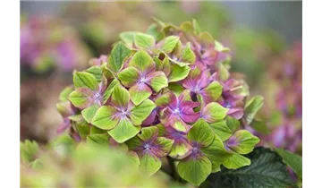 Hortensie