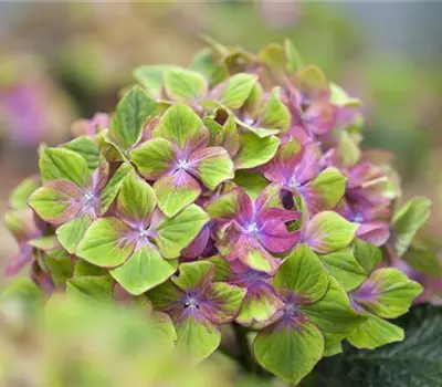 Hydrangea macrophylla 'Schloss Wackerbarth'
