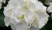 Hortensie