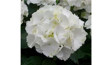 Hortensie