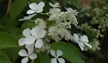Hortensie