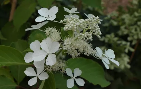 Hydrangea paniculata 'Kyushu'