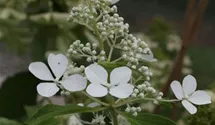 Hortensie