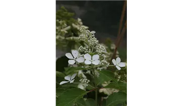 Hortensie