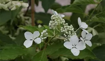 Hortensie