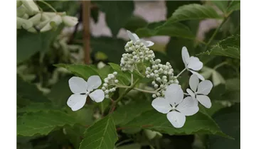 Hortensie