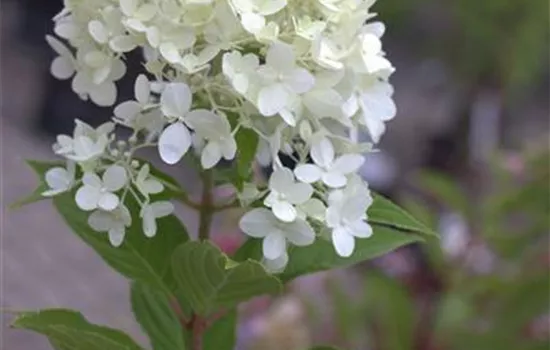 Hydrangea paniculata 'Limelight'