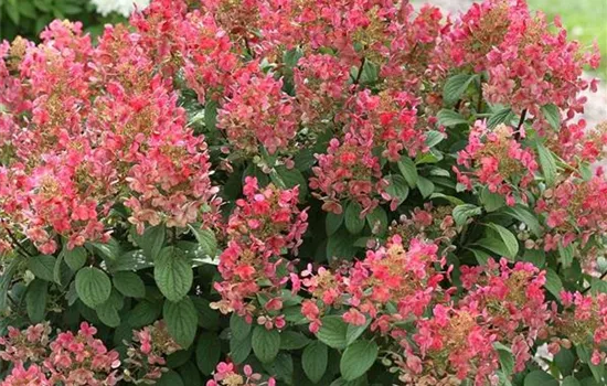 Hydrangea paniculata 'Little Quick Fire'