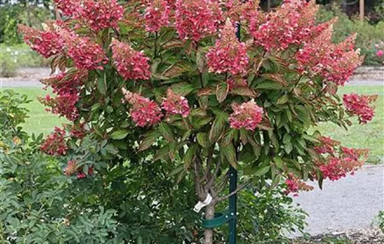 Hydrangea paniculata 'Pinky-Winky'