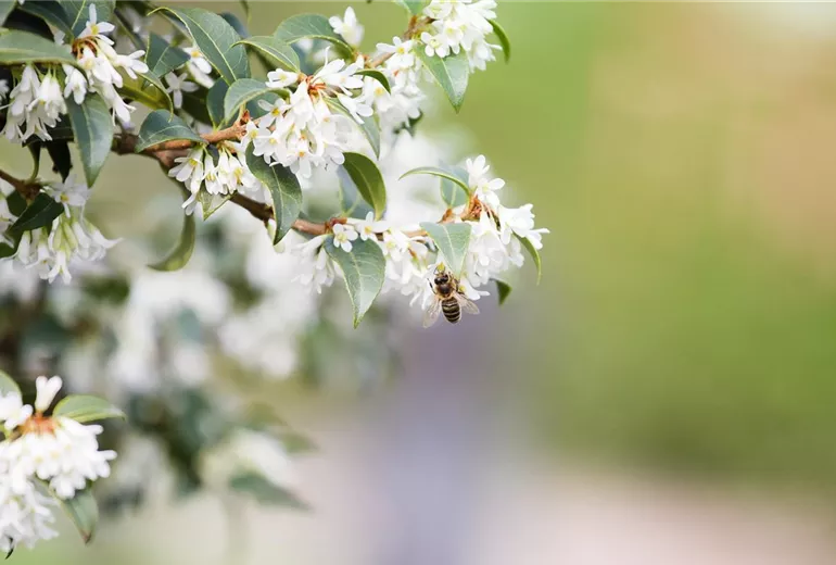 Osmanthus burkwoodii