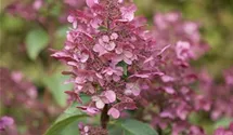 Hortensie