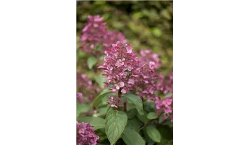 Hortensie