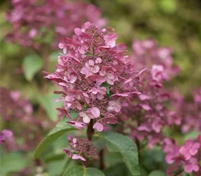 Hydrangea paniculata 'Wims Red'