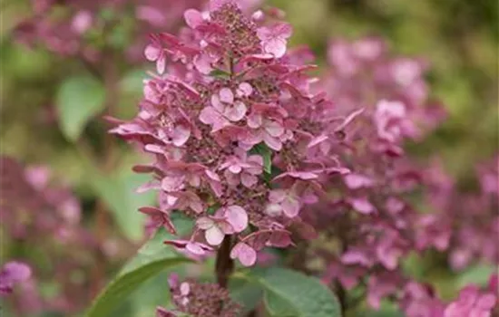 Hydrangea paniculata 'Wims Red'