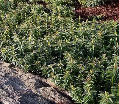 Hypericum calycinum