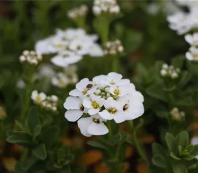 Iberis sempervirens 'Schneeflocke'