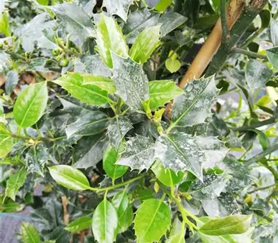 Ilex aquifolium