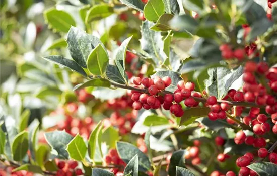 Ilex aquifolium 'Alaska'