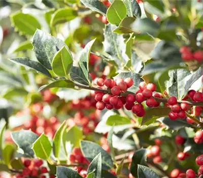 Ilex aquifolium 'Alaska'