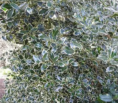 Ilex aquifolium 'Argentea Marginata' Ilex aquifolium 'Argentea Marginata'