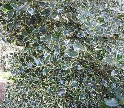 Ilex aquifolium 'Argentea Marginata'