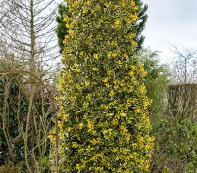 Ilex aquifolium 'Golden van Tol' Ilex aquifolium 'Golden van Tol'