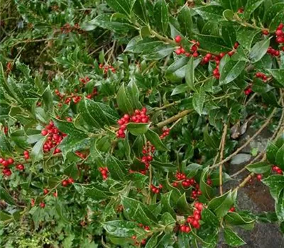 Ilex aquifolium 'J.C. van Tol' Ilex aquifolium 'J.C. van Tol'