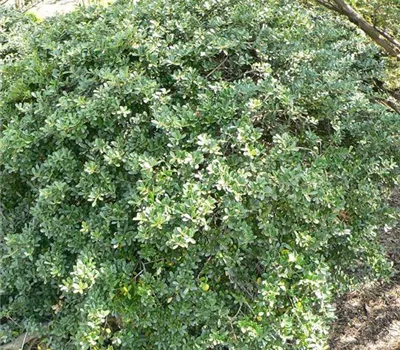 Ilex crenata